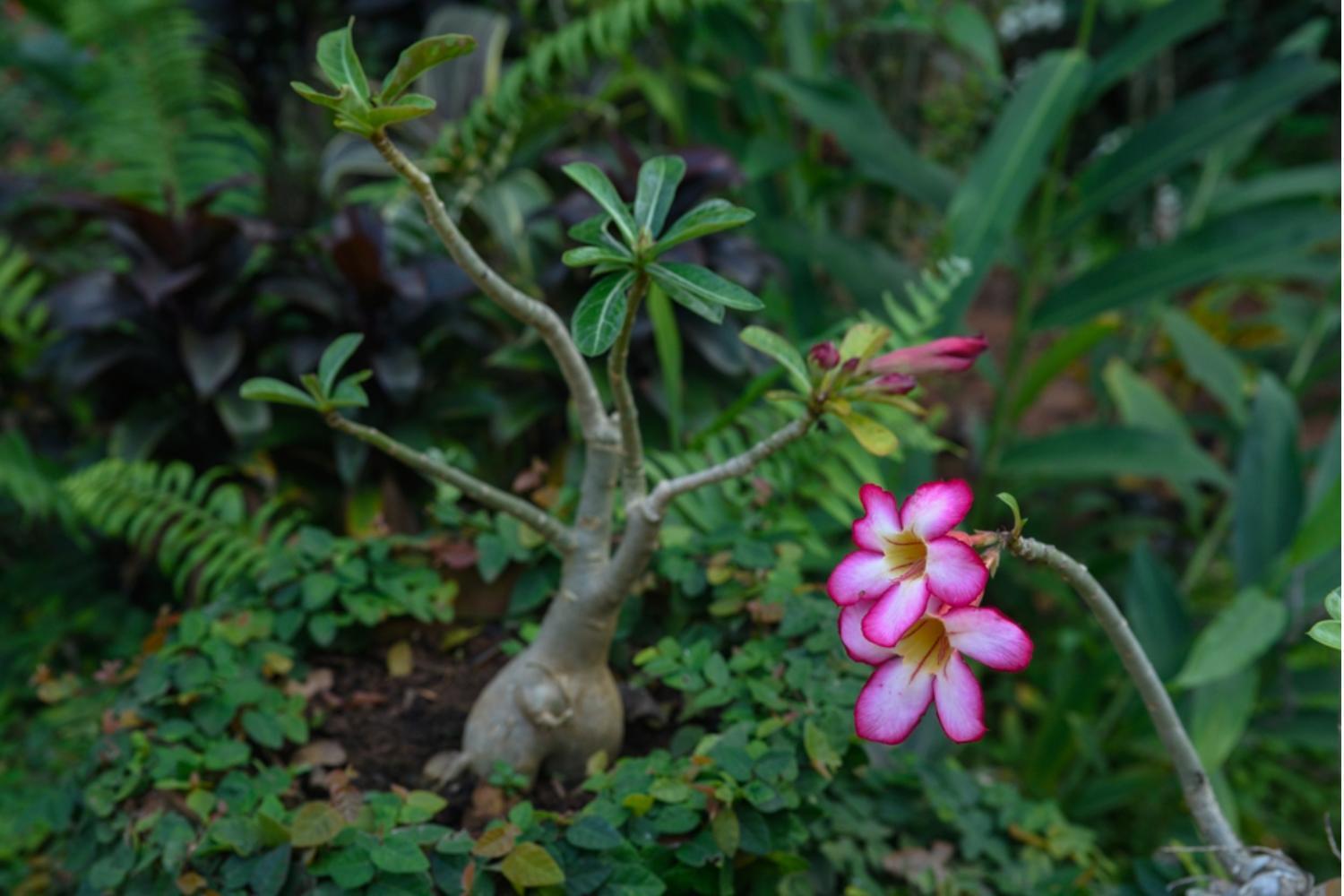 Gaia'S Garden Guest House Auroville Zewnętrze zdjęcie