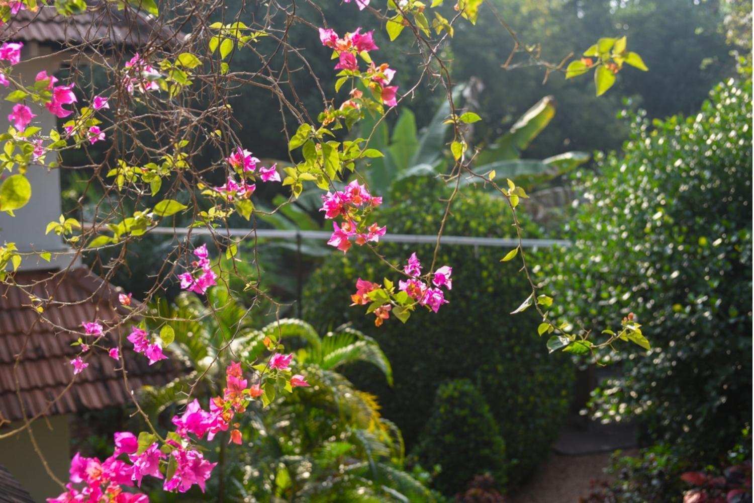 Gaia'S Garden Guest House Auroville Zewnętrze zdjęcie